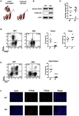 Dominant Negative FADD/MORT1 Inhibits the Development of Intestinal Intraepithelial Lymphocytes With a Marked Defect on CD8αα+TCRγδ+ T Cells